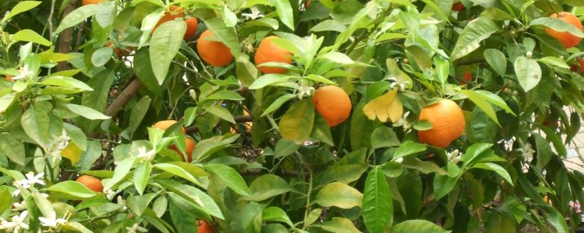 Bitter oranges (C. aurantium) in the Jardines del Alcázar de Sevilla, Spain