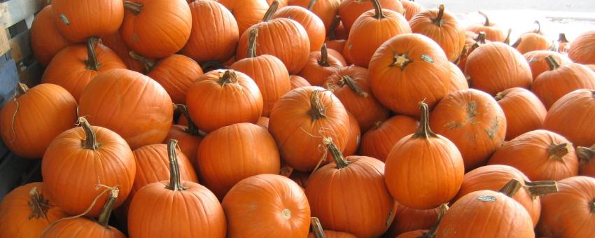 Pumpkins at the French Market, New Orleans