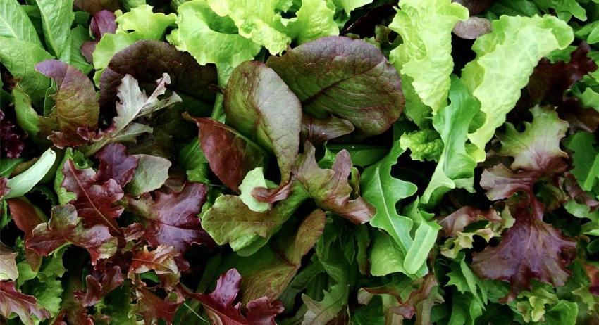 mesclun