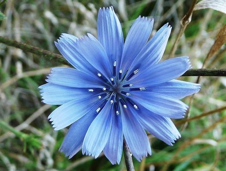 Fleur de chicorée (Cichorium intybus)