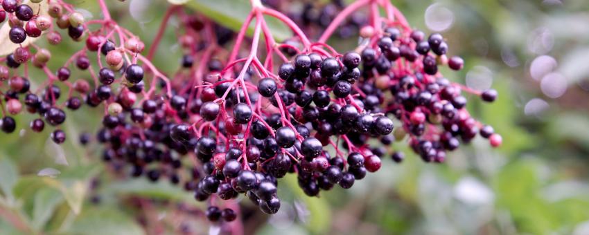 elderberry