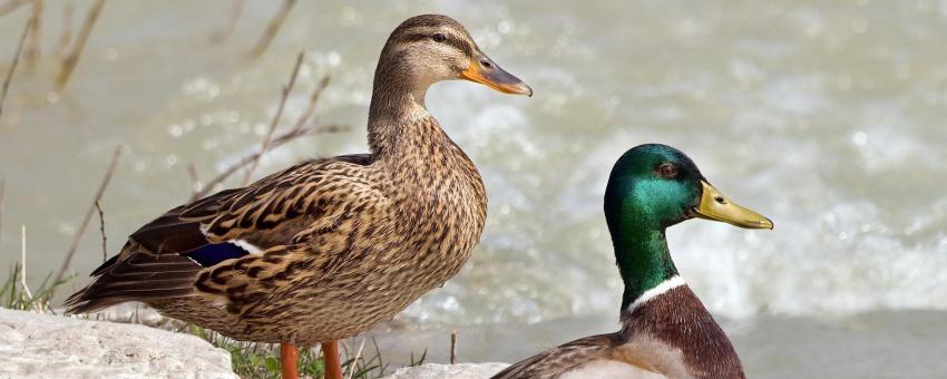 A Mallard pair at Mühlthal, Straßlach-Dingharting, Germany.