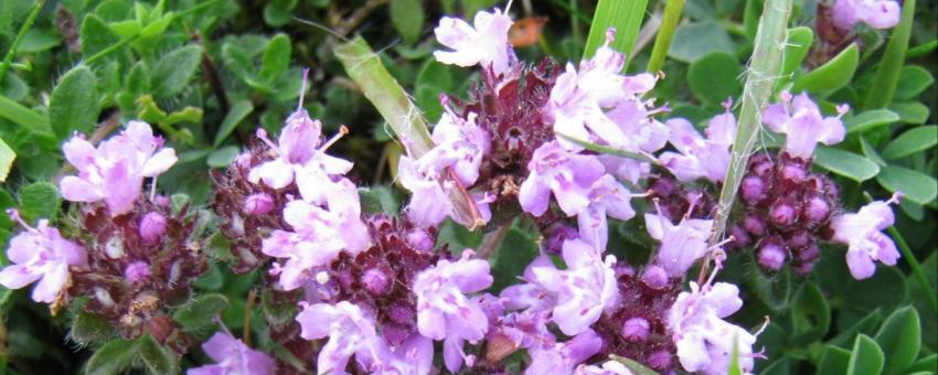 Wild Thyme (Thymus praecox)