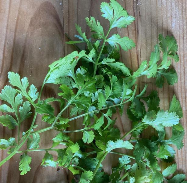 coriander