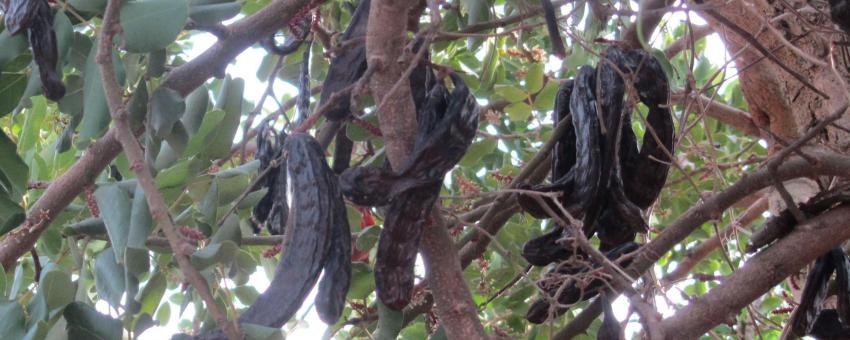 Fruits de Caroupier sur l'arbre