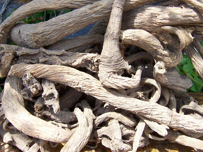 Dried roots of Gentiana lutea