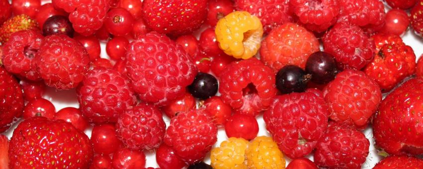 Différents fruits rouges : fraise, framboise, groseille.