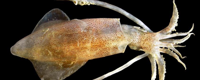 Common squid