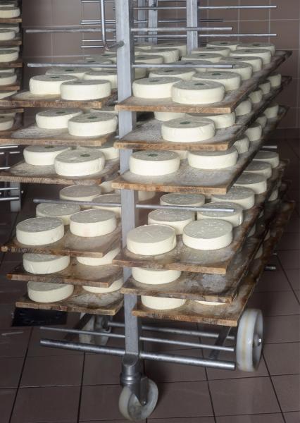 Farmhouse Reblochon, drying before ripening - Glières Plateau, Haute-Savoie, France.