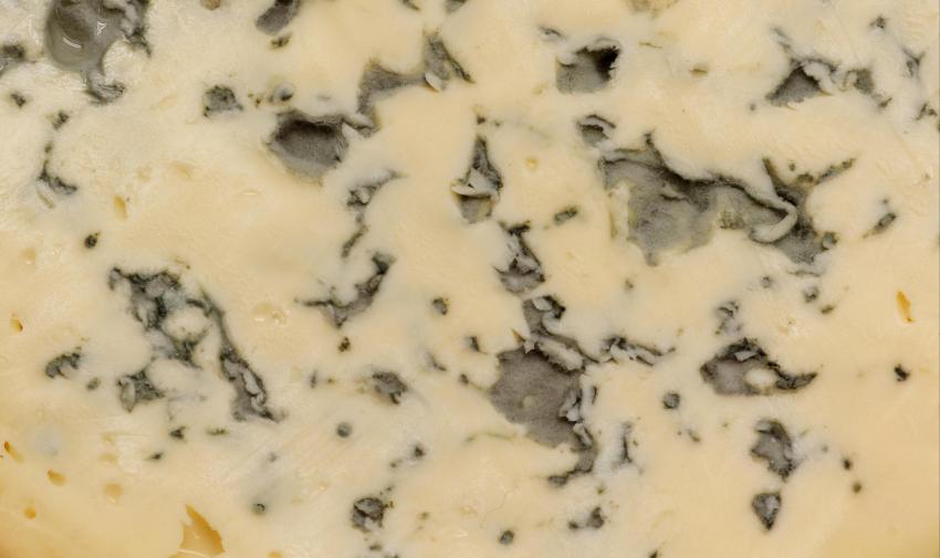 Fourme d'Ambert (cow's milk cheese)