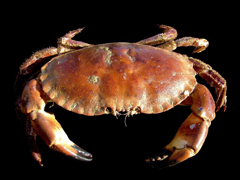Edible crab form the Belgian part of the North Sea