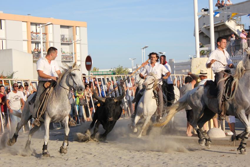 Lokaal gebeuren na de Courses Camargueses waarbij de stieren een voor een terug naar de vrachtwagen begeleid worden