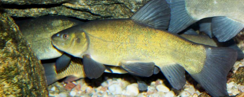 Fish Tench on exhibition Subaqueous Vltava, Prague 2011, Czech Republic