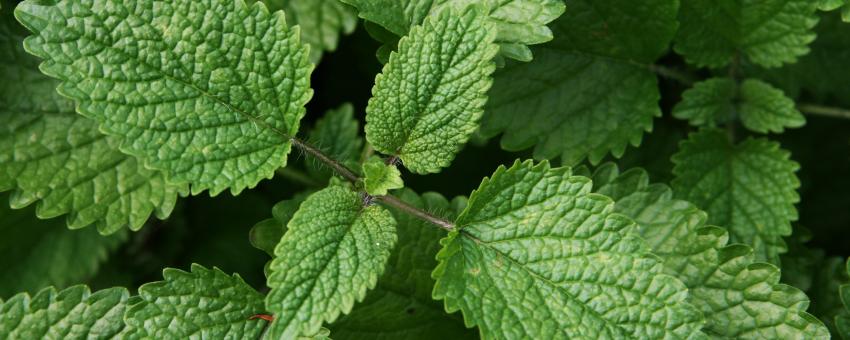 Lemon balm