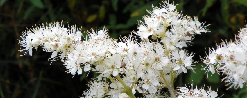 Meadowsweet (Filipendula ulmaria)