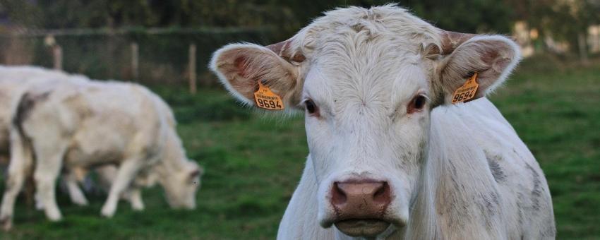 Charolais