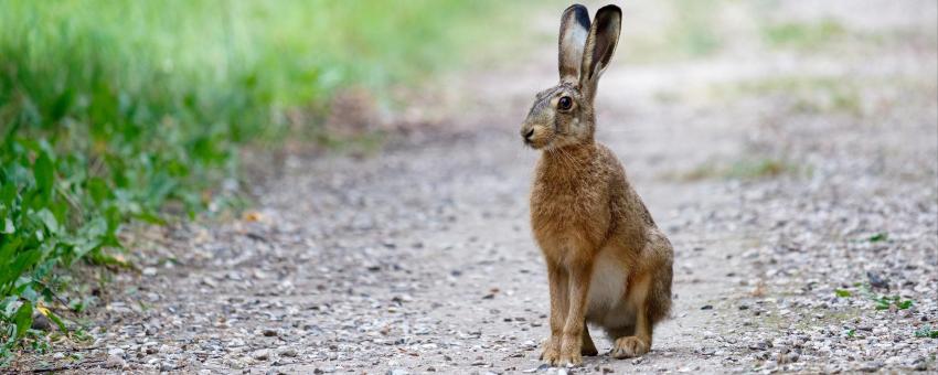 European hare