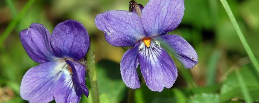 Viola odorata, Nied, Frankfurt/Main on pear, Germany