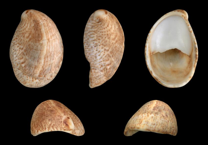 Common Slipper Shell; Length 2.9 cm; Originating from the Channel coast north of Caen, France; Shell of own collection, therefore not geocoded.