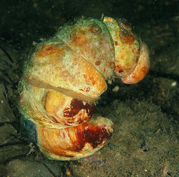 A stack of Slipper Limpet (Crepidula fornicata).  This photo shows six living slipper limpets stacked one atop another