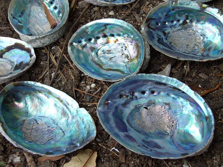 Blackfoot Paua, photo taken in New Zealand