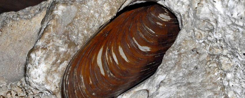 A shell of Lithophaga lithophaga on display at Museo di Storia Naturale di Pavia