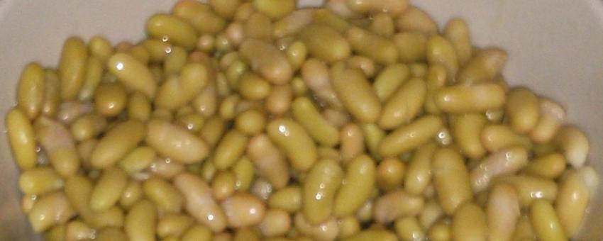 Canned flageolet beans