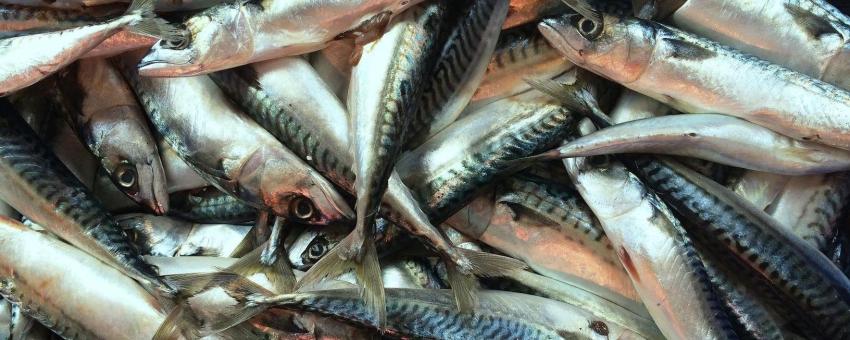 Mackerel at a market in The Hague, Netherlands.