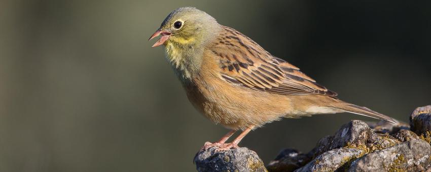 Ortolan Bunting.