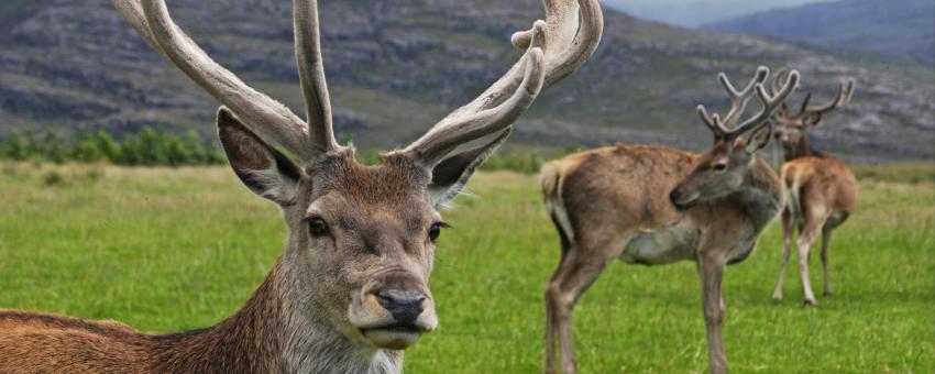 Red deer stag (Cervus elaphus) with velvet antlers in Glen Torridon, Scotland