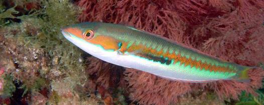 Coris julis (male) photographed near Livorno (Tuscany, Italy).
Photo by Stefano Guerrieri.