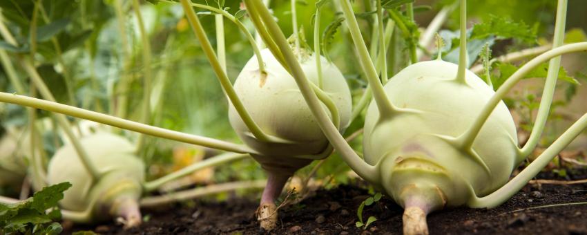 Brassica oleracea var. gongylodes (kohlrabi)