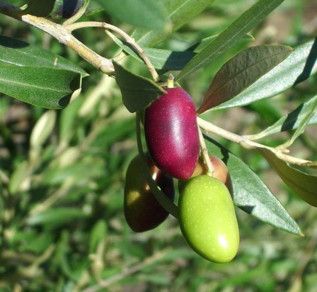 Lucques olives ripening on the tree.
