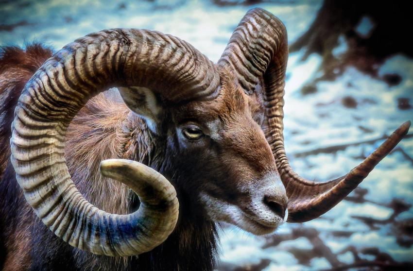 European mouflon in snowy landscape