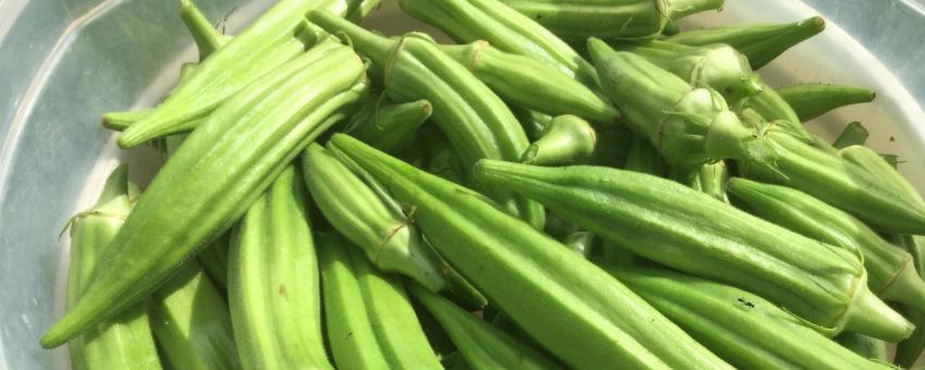 I usually harvest this amount of okra every other day.