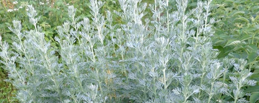 Artemisia absinthium. Found in Bērzi village near Bauska city, Latvia