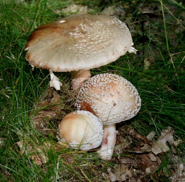 Blusher (Amanita rubescens), found in South Bohemia, Czech Republic