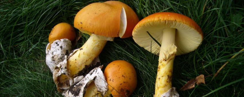 Oronges (Amanites des Césars) posées dans l'herbe