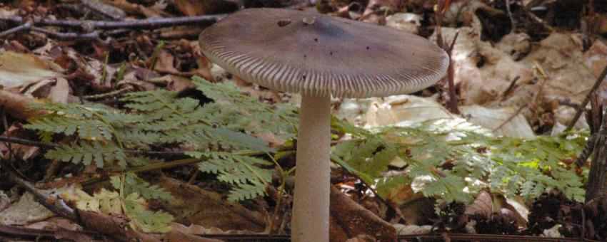 For more information about this, see the observation page at Mushroom Observer.