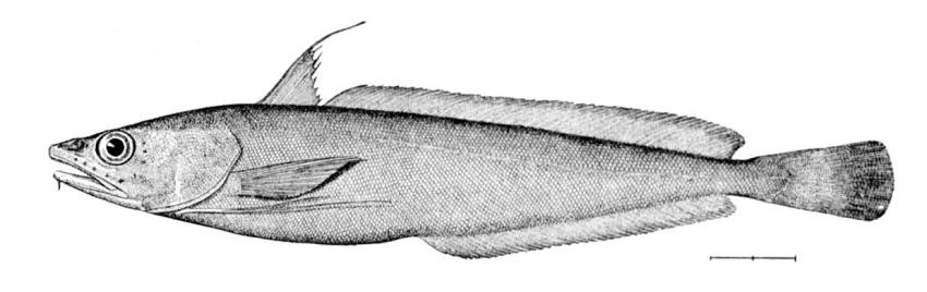 Urophycis tenuis