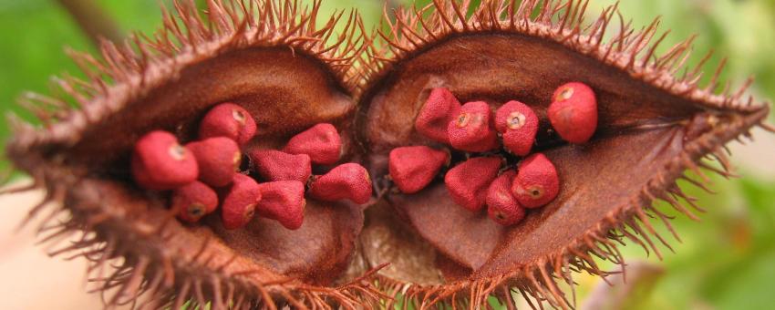 Open fruit of Bixa orellana, showing the seeds from which en:Annatto is extracted, photographed in Campinas, Brazil