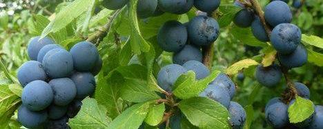 Sloe fruit Near Capel Farm.