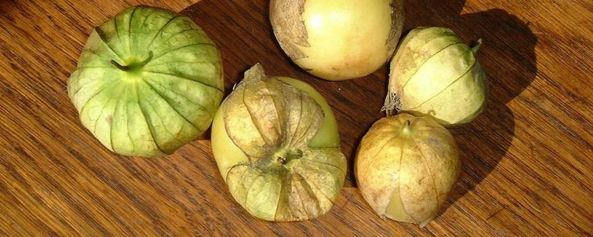 Tomatillo