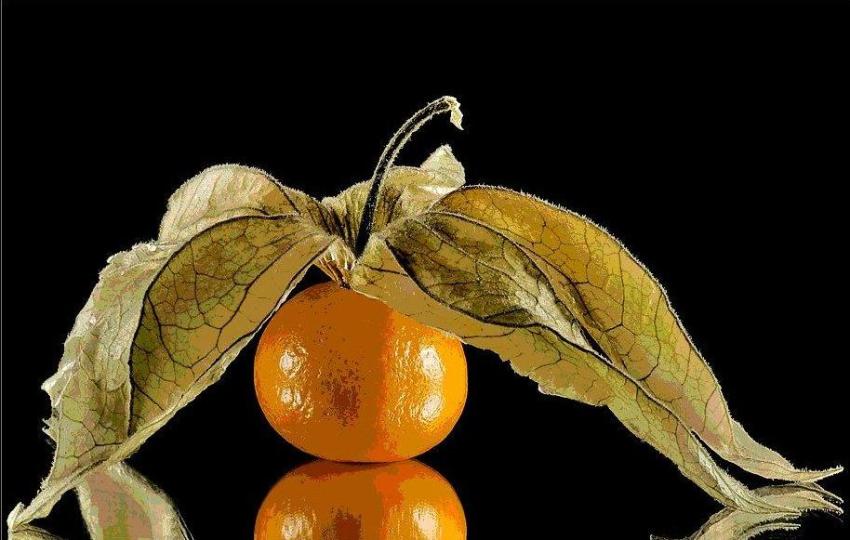 Physalis oder Kapstachelbeere  (Physalis peruviana).