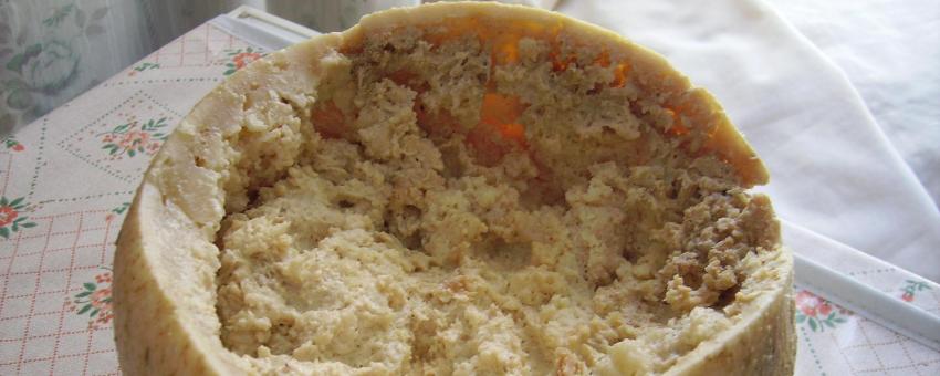 Casu Marzu, a type of cheese.