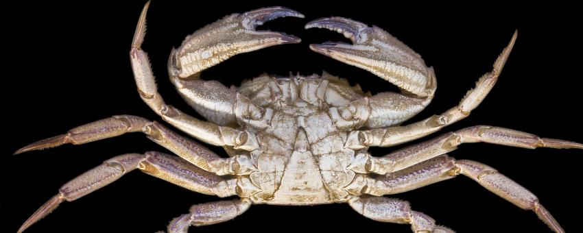 Velvet crab - Necora puber  (Male)- Portunidae - Ventral view - Carapace 7.8cm - Atlantic Ocean