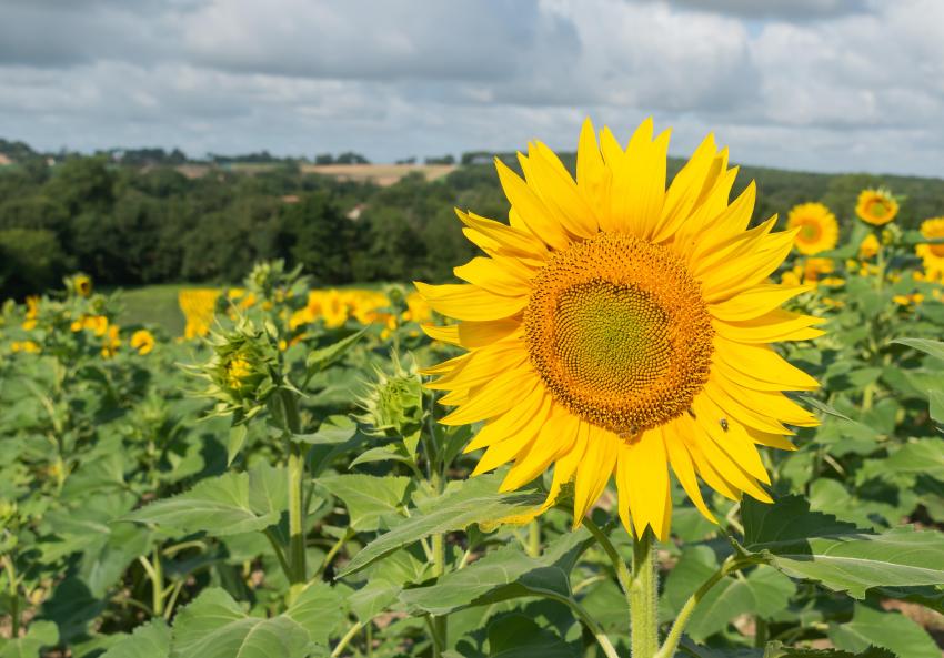 Sunflowers (Helianthus annuus) cultivated in Saint-Avit, Tarn, France
