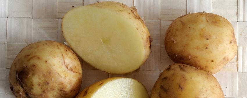 Pomme des terre primeur de l'île de Noirmoutier : variété Bonnotte.