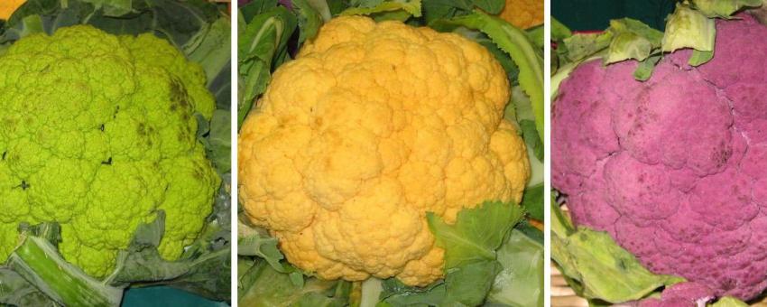 Green, yellow and purple cauliflower in the shop window of a fruit and vegetable market