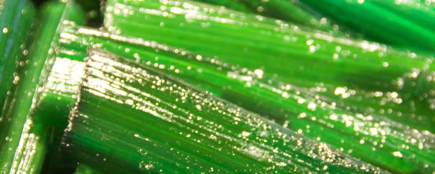 Candied angelica, on sale in Bologna, Italy